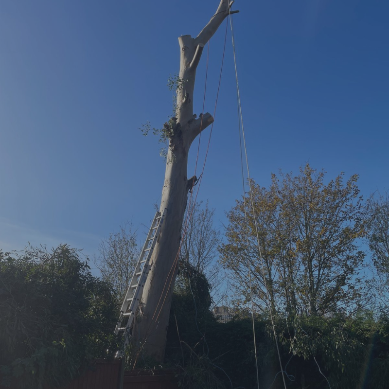 tree removals Loughborough