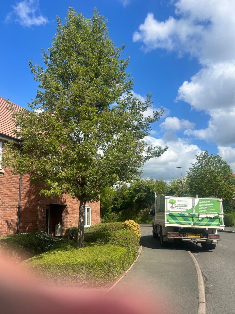 Before Tree Cut Shepshed