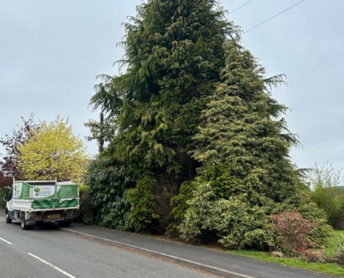 Cedar and conifer trees reduced height and trimmed in coleorton, Coalville by Grasshopper Tree & Landscapers