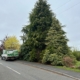 Cedar and conifer trees reduced height and trimmed in coleorton, Coalville by Grasshopper Tree & Landscapers